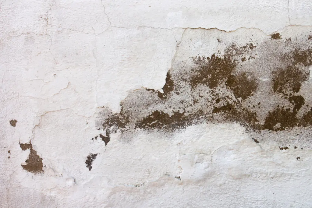 How Mold Testing Helps Protect Your Home and Health