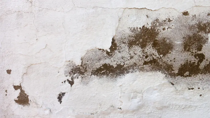 How Mold Testing Helps Protect Your Home and Health